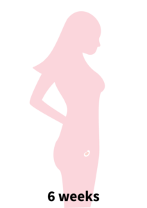 Pregnancy Stage 1 - 6 weeks