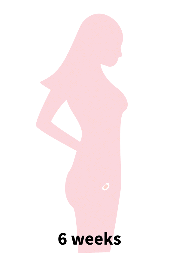 Pregnancy Stage 1 - 6 weeks