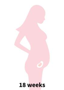 Pregnancy Stage 3 - 18 weeks