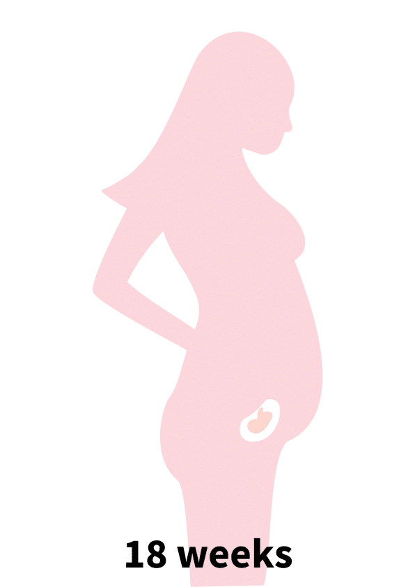 Pregnancy Stage 3 - 18 weeks