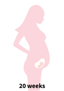 Pregnancy Stage 4 - 20 weeks