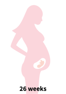 Pregnancy Stage 5 - 26 weeks