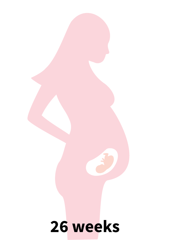 Pregnancy Stage 5 - 26 weeks