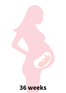 Pregnancy Stage 7 - 36 weeks