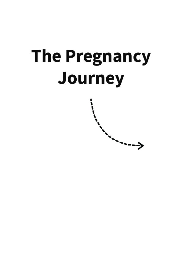 Pregnancy Stages